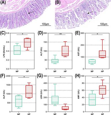 Novel Linkages Between Bacterial Composition of Hindgut and Host Metabolic Responses to SARA Induced by High-Paddy Diet in Young Goats